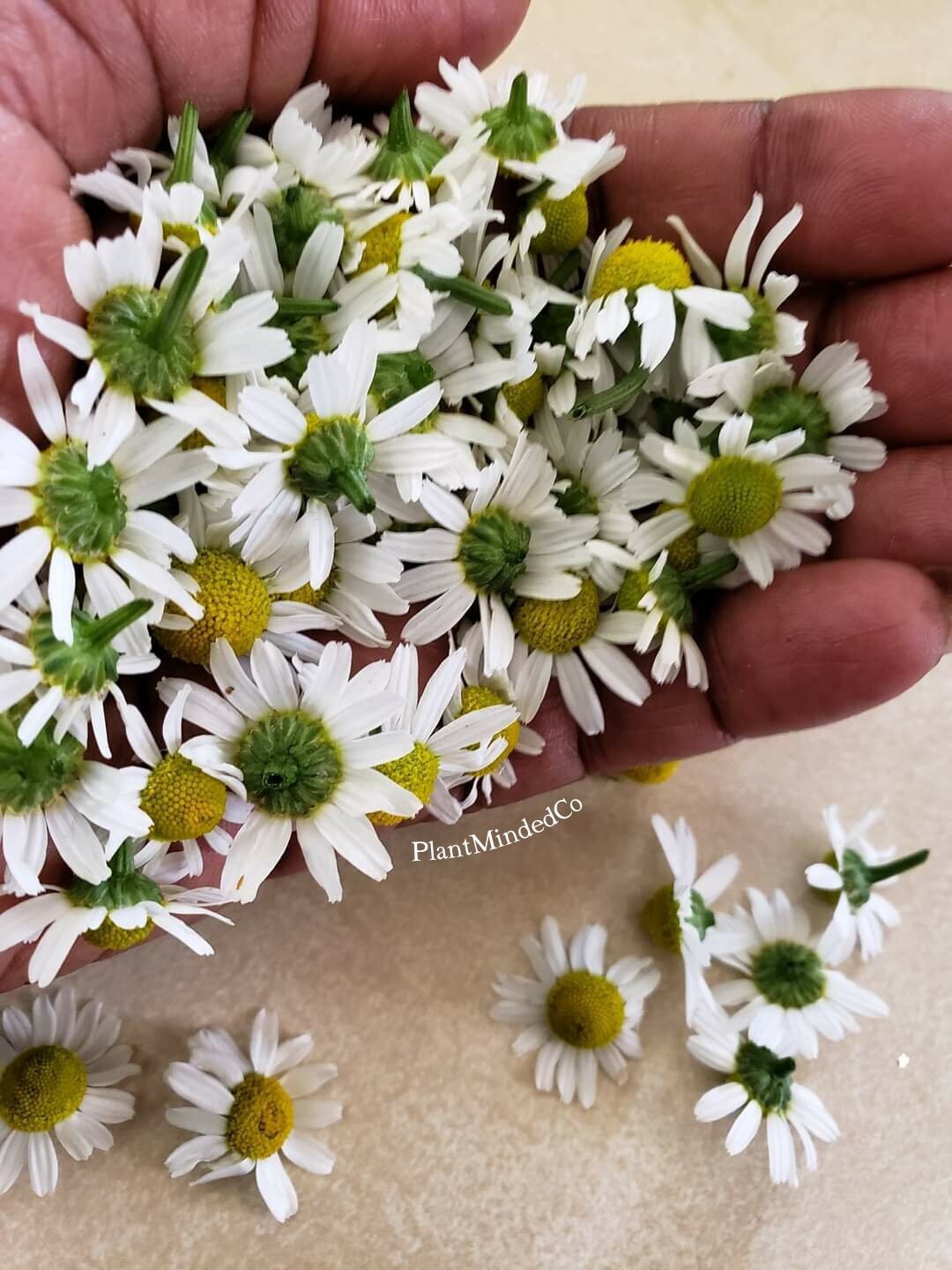 German Chamomile | Aromatic Tea Herb | Matricaria Chamomilla | 200 ...