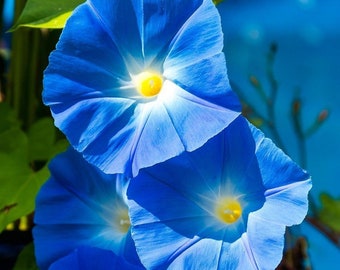 Heavenly Blue Morning Glory (Ipomoea tricolor) Grannyvine | Beautiful Blue Flowering Vine - Fast Growing | 25+ SEEDS