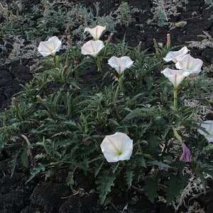 Latin Thorn-apple Datura ceratocaula Torna Loco 15 SEEDS image 4