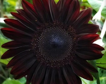 Chocolate Cherry Sunflower | Deep Burgundy Blooms | Helianthus annuus | 20+ SEEDS