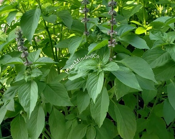 LEMON BASIL - Aromatic Herb - Culiniary | Heirloom and Brings Pollinators | 100+ SEEDS
