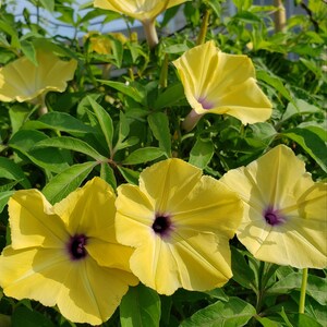 Ipomoea tuberculata RARE Yellow Morning Glory Please read the description 5 SEEDS image 2