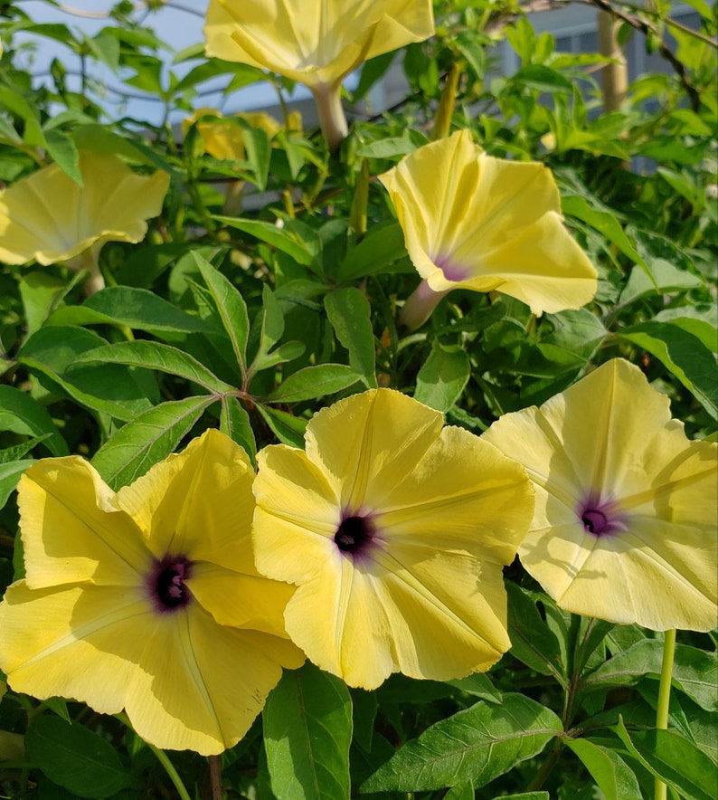 Ipomoea tuberculata RARE Yellow Morning Glory Please read the description 5 SEEDS image 2