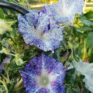 Kikyo Blue Speckled Japanese Morning Glory | Pretty for Hanging Baskets | 10 SEEDS