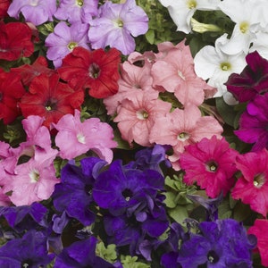 Tritunia™ Proformula Mix Petunia | Pelleted Seeds | LOVELY Large Blooms | 25 Seeds