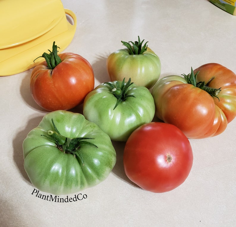 BIG RED TOMATO Heirloom the Original Great Tasting Etsy