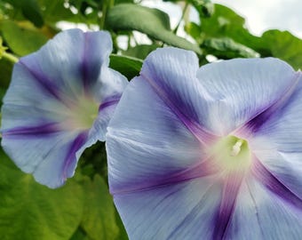 May include: Close-up of two morning glory flowers. The flowers are a soft blue with deep purple stripes radiating from the center. The centers are a pale yellow-green. Lush green leaves provide a backdrop.