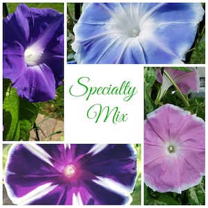 Japanese Morning Glory Specialty Mix | * Please Read Description * | Ipomoea Nil | 20 SEEDS