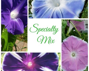 Japanese Morning Glory Specialty Mix | * Please Read Description * | Ipomoea Nil | 20 SEEDS