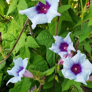 Mizu Murasaki Japanese Morning Glory | Pretty for Hanging Baskets | 10 SEEDS