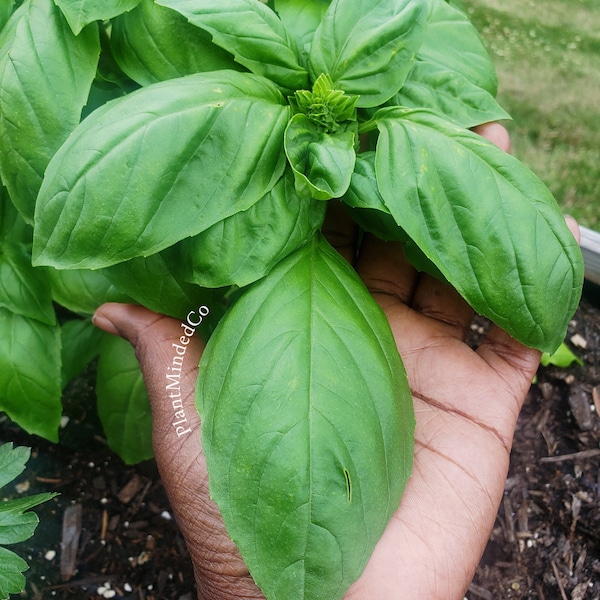 Large Leaf Italian Basil - Heirloom - Homegrown - Reseeds and Brings Pollinators | 50+ SEEDS