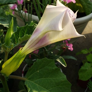 Desert Thorn-apple Beautiful Purple Center Datura Discolor 15 SEEDS image 6