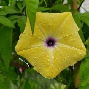 Ipomoea tuberculata RARE Yellow Morning Glory Please read the description 5 SEEDS image 5