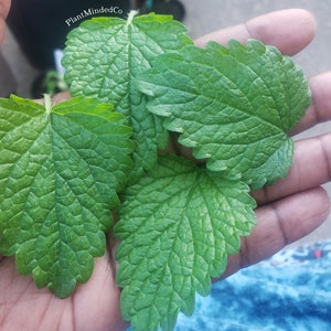 Lemon Balm | Melissa officinalis | Aromatic Tea Herb | Medicinal | 100+ SEEDS