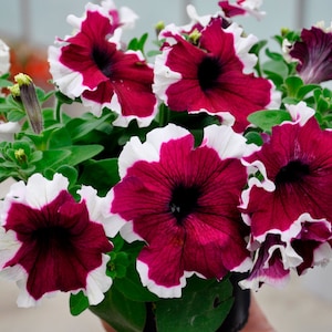 Dreams™ Burgundy Picotee Petunia | Pelleted Seeds | LOVELY Large Blooms | 25 Seeds
