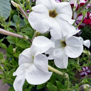 White Moon Petunia | Petunia Axillaris * RARE * Heirloom | Highly Scented | 50 SEEDS