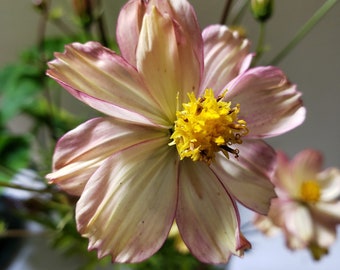 Cosmos Sulphureus "Blush" | Unique Color | RARE Strain | 20 SEEDS