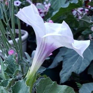 Desert Thorn-apple Beautiful Purple Center Datura Discolor 15 SEEDS image 4