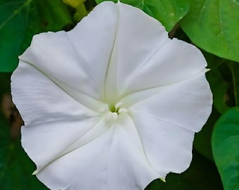 Moonflower Vine | White Morning Glory | Ipomoea alba | 10 SEEDS