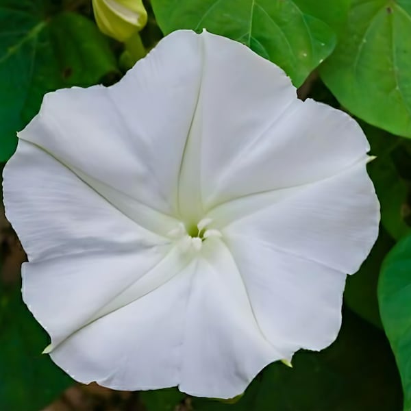 Moonflower Vine | White Morning Glory | Ipomoea alba | 10 SEEDS