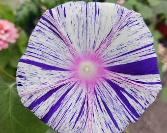 May include: A morning glory flower with a white base and deep purple streaks radiating from a bright pink center. The petals feature a distinct marbled pattern with thin, dark purple lines extending toward the edges of the bloom.