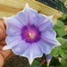 Kikyo Okina Japanese Morning Glory | Plant Minded Co