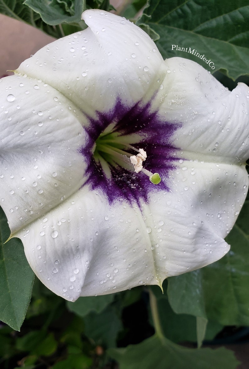 Desert Thorn-apple Beautiful Purple Center Datura Discolor 15 SEEDS image 2