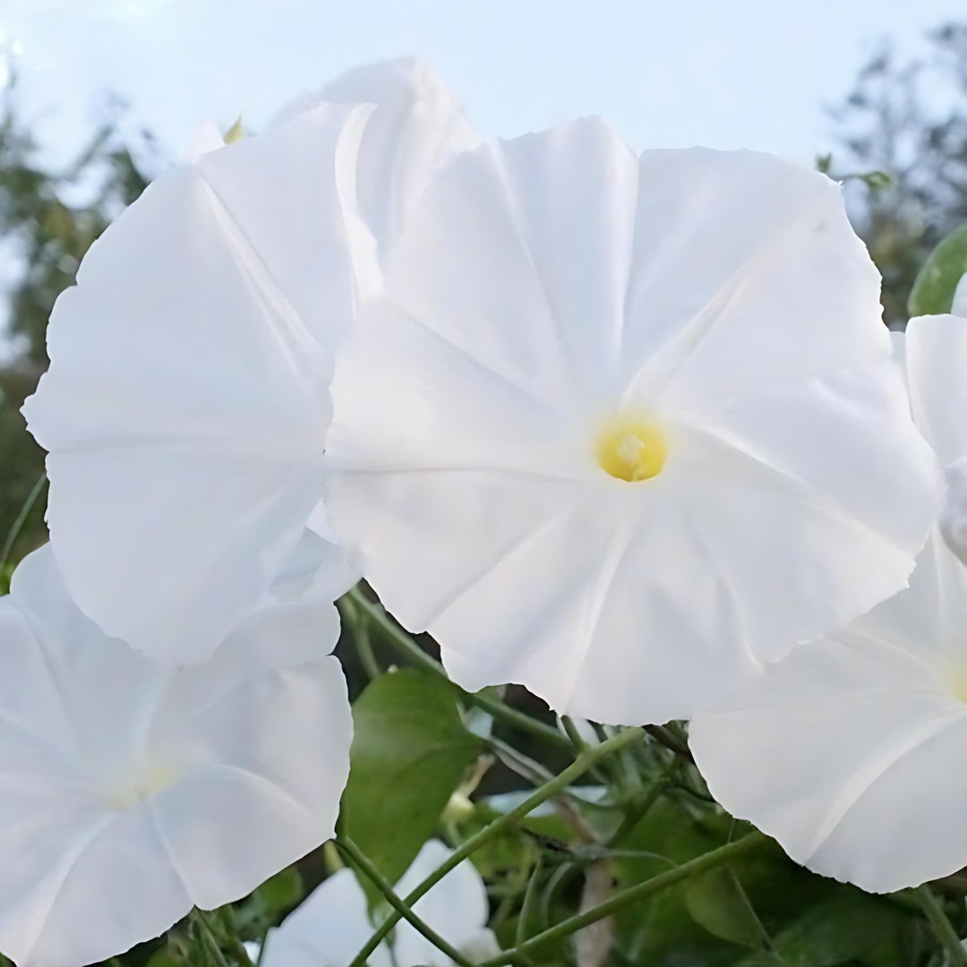 PEARLY GATES - meg Morning Glory Seeds For Planting Outsidepride Morning Glory