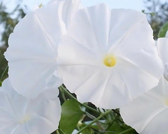 Pearly Gates Morning Glory (Ipomoea tricolor) Grannyvine | Beautiful White Flowering Vine - Fast Growing | 25+ SEEDS