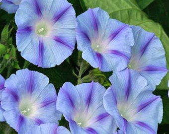 Dacapo Light Blue Morning Glory | Ipomoea purpurea | 15+ SEEDS