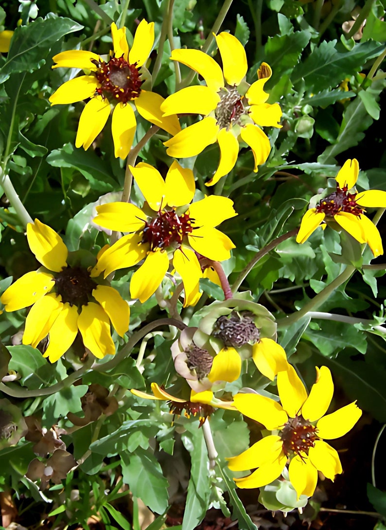 CHOCOLATE DAISY Berlandiera Lyrata Greeneyes Chocolate Etsy