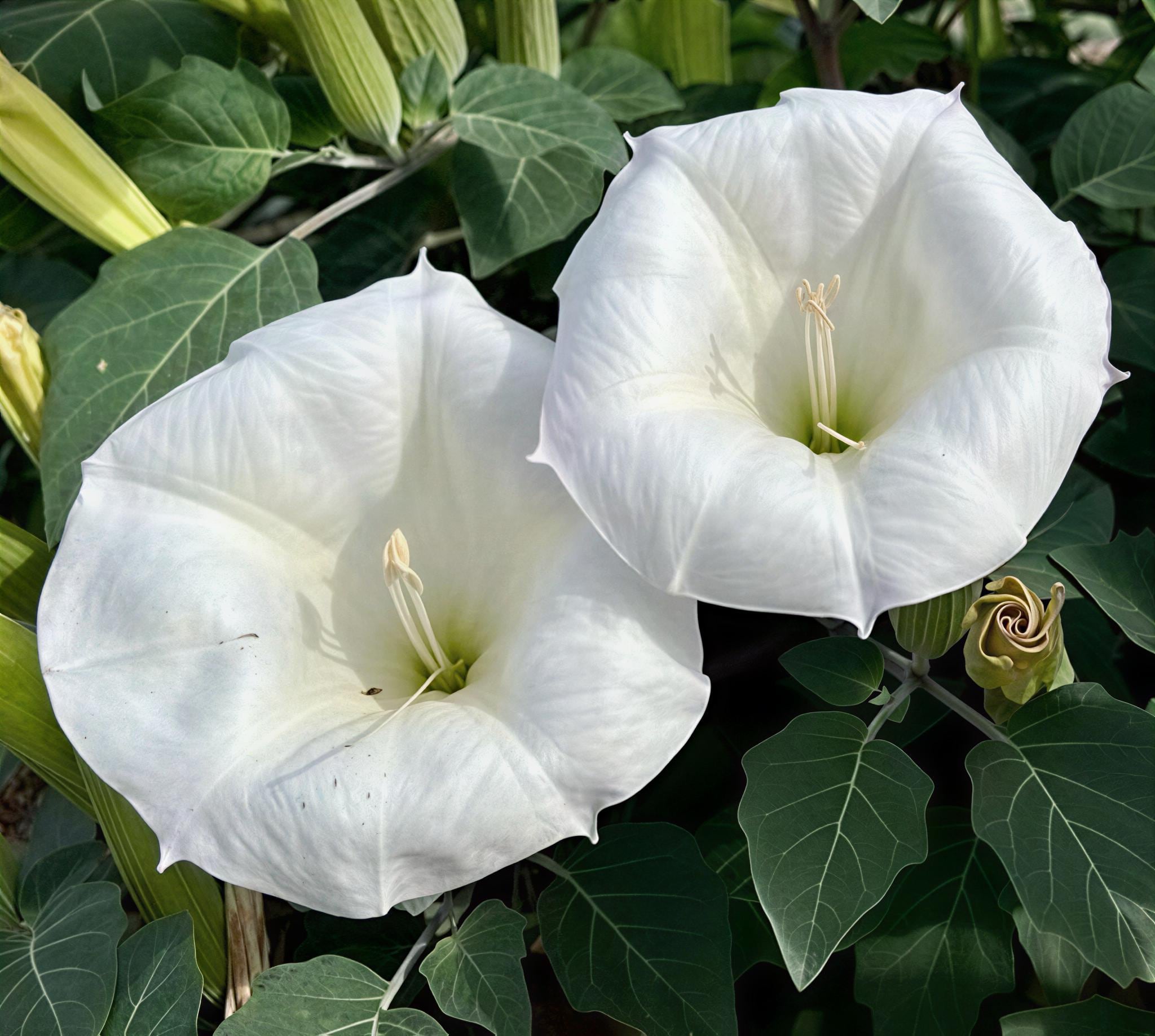 Moonflower Plant - Etsy