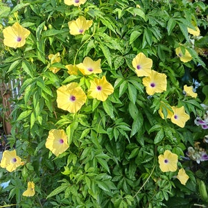 Ipomoea tuberculata RARE Yellow Morning Glory Please read the description 5 SEEDS image 3