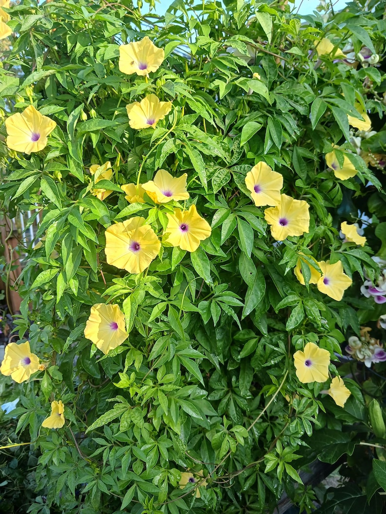 Ipomoea tuberculata RARE Yellow Morning Glory Please read the description 5 SEEDS image 3