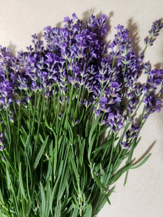 Vera English Lavender | Lavandula Angustifolia | Highly Fragrant Herb |  TALL Lavender | 100 SEEDS - Etsy