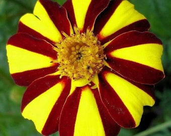 French Marigold Jolly Jester | Beautiful Annual Flower | 50+ SEEDS