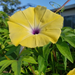 Ipomoea tuberculata RARE Yellow Morning Glory Please read the description 5 SEEDS image 7