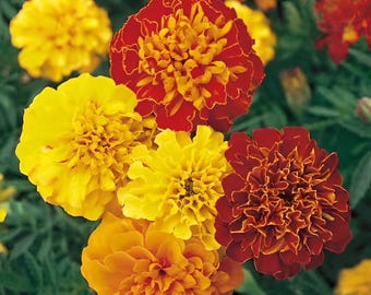 Marigold "French Petite" Mix | Beautiful Annual Flower | 50+ SEEDS
