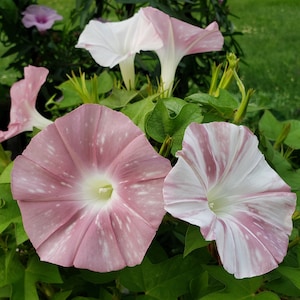 Peach Blizzard Japanese Morning Glory | 7 SEEDS