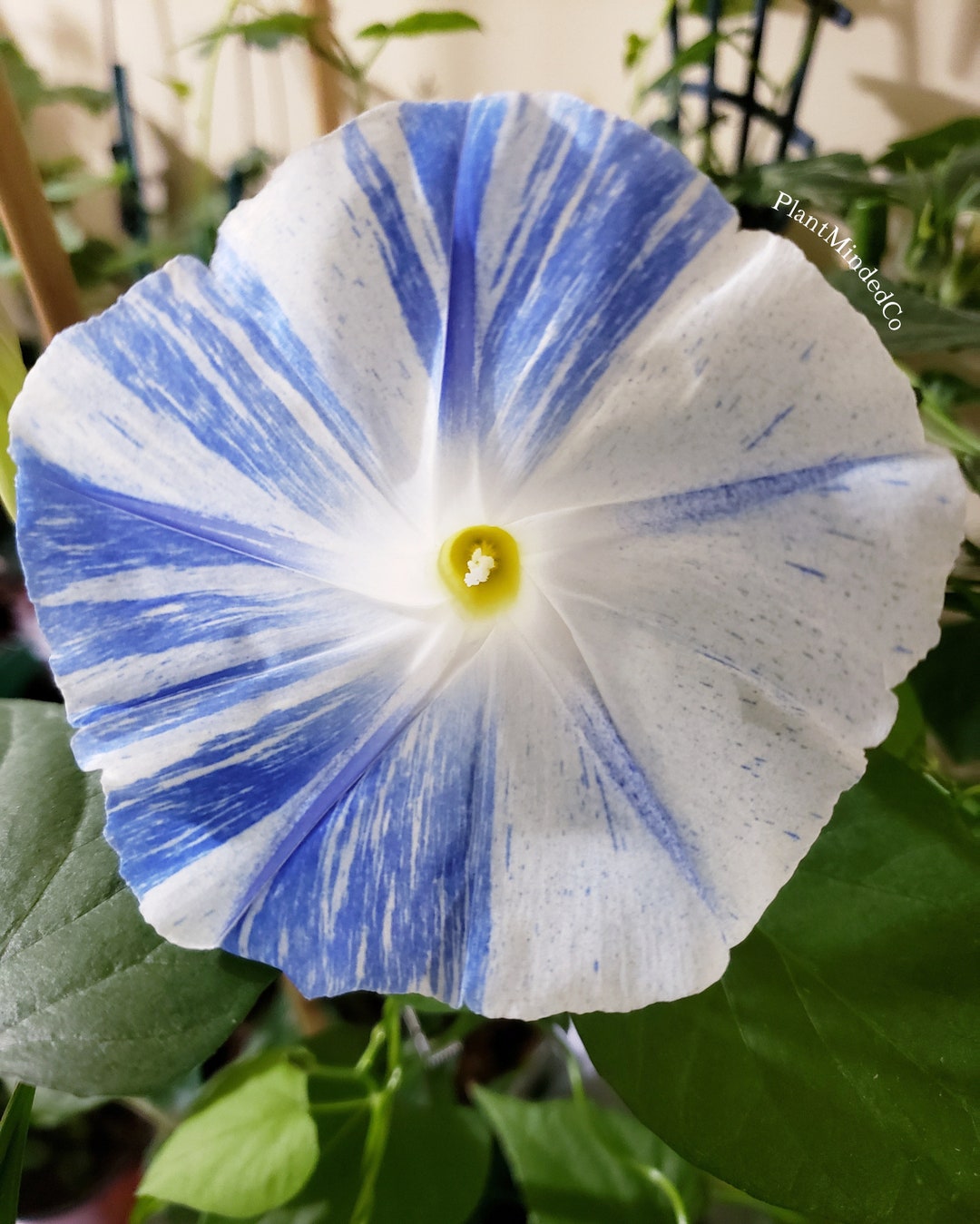 Flying Saucer Morning Glory ipomoea Tricolor Grannyvine Beautiful Blue