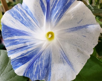 Flying Saucer Morning Glory (Ipomoea tricolor) Grannyvine | Beautiful Blue Flowering Vine - Fast Growing | 25+ SEEDS