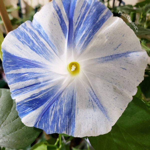 Flying Saucer Morning Glory (Ipomoea tricolor) Grannyvine | Beautiful Blue Flowering Vine - Fast Growing | 25+ SEEDS