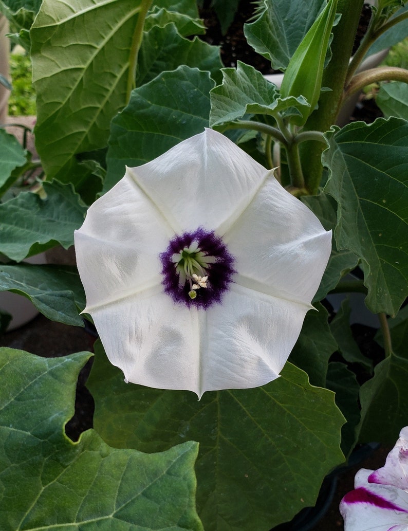 Desert Thorn-apple Beautiful Purple Center Datura Discolor 15 SEEDS image 1