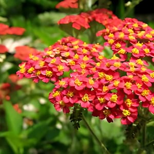 Red Yarrow | Achillea millefolium rubra | Heirloom Garden Perennial | 100+ SEEDS
