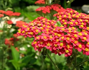 Red Yarrow | Achillea millefolium rubra | Heirloom Garden Perennial | 100+ SEEDS