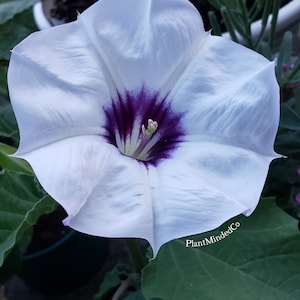 Desert Thorn-apple Beautiful Purple Center Datura Discolor 15 SEEDS image 5