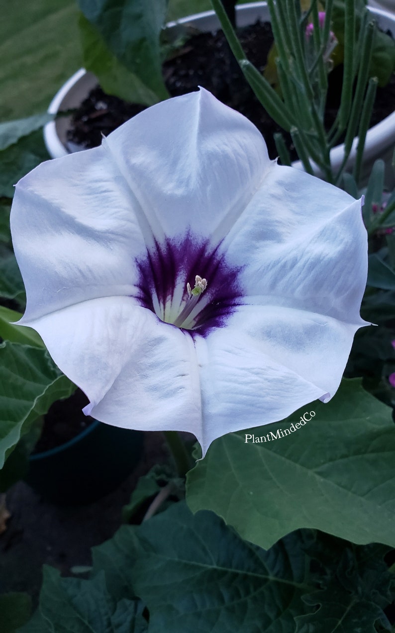 Desert Thorn-apple Beautiful Purple Center Datura Discolor 15 SEEDS image 5