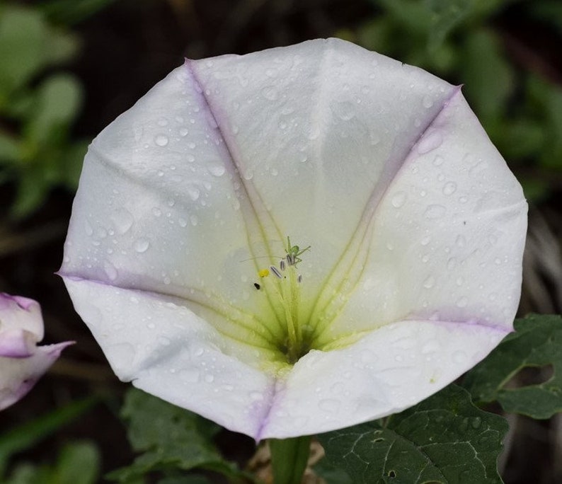 Latin Thorn-apple Datura ceratocaula Torna Loco 15 SEEDS image 1