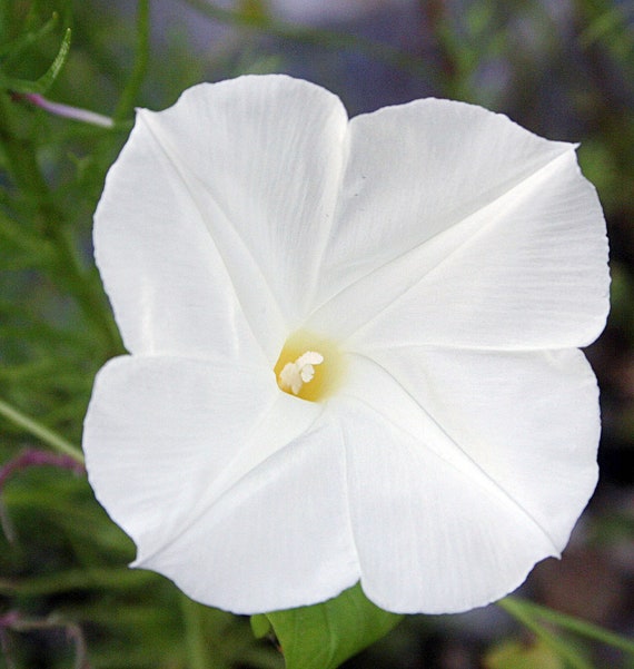 Pearly Gates Morning Glory (ipomoea Tricolor) Grannyvine