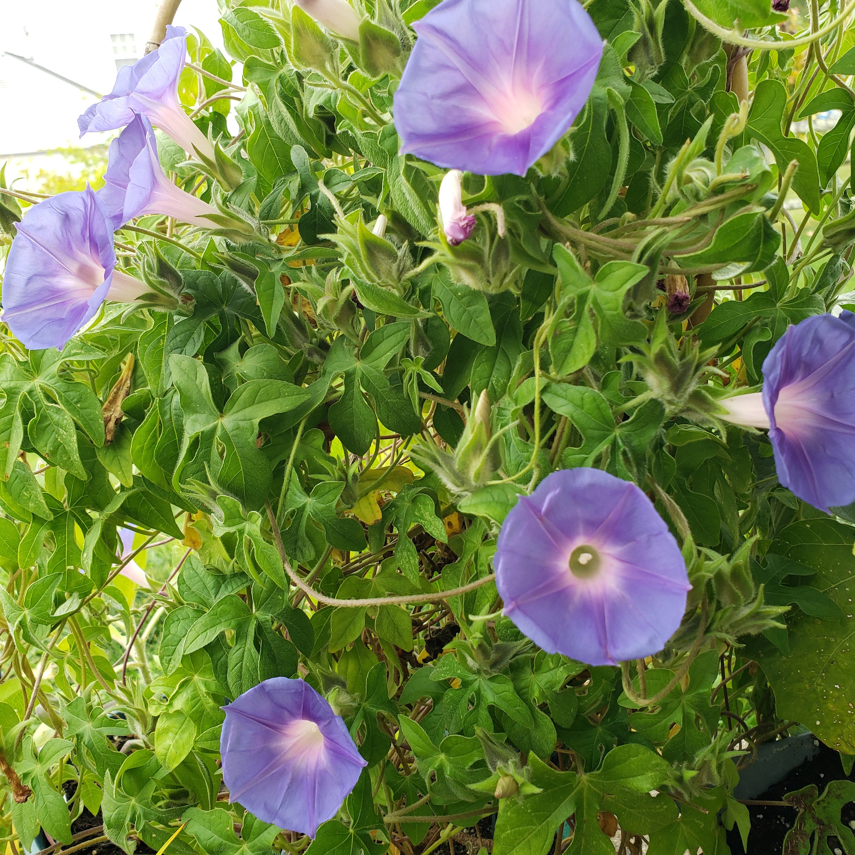Silky Morning Glory | Caudiciform | Ipomoea Pubescens | 7 SEEDS - Etsy